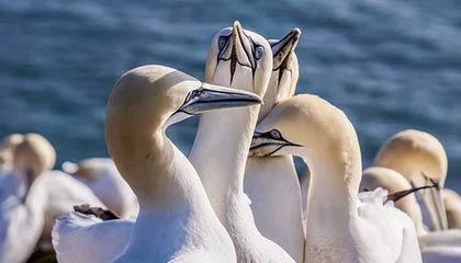 九游9游-今年助攻王此次用“神级传球”圈粉无数！，助攻王什么意思