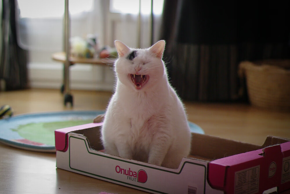 电竞解说的幕后故事:如何准备比赛解说与提升专业能力,电竞解说内容