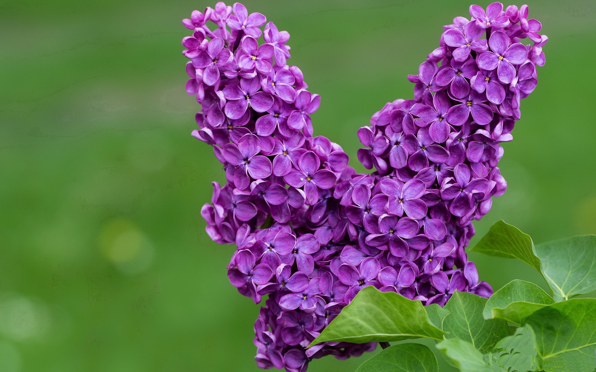 阵型揭秘:赛季中最流行的五大战术!,新赛季打法