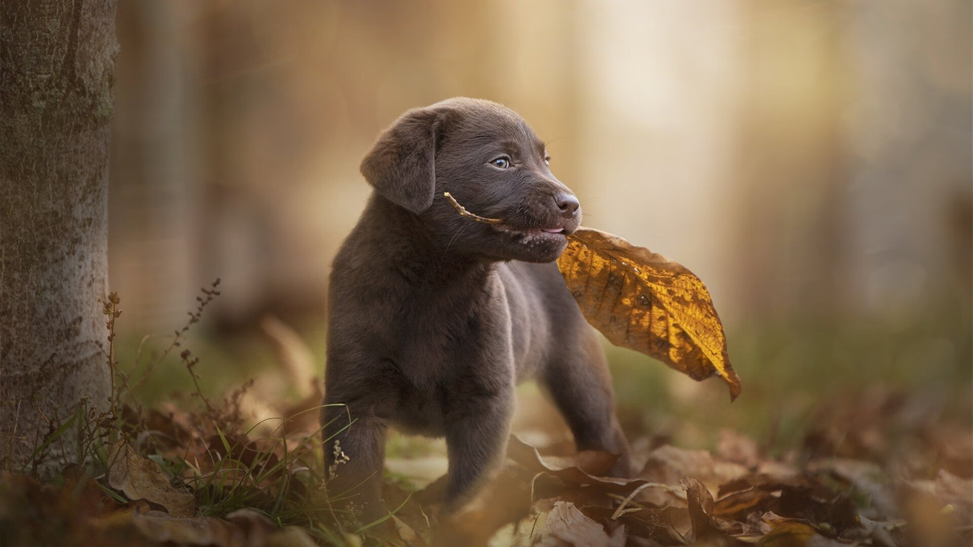 -马德里德比战，皇马战胜曼联锁定晋级，马德里竞技vs皇家马德里视频直播