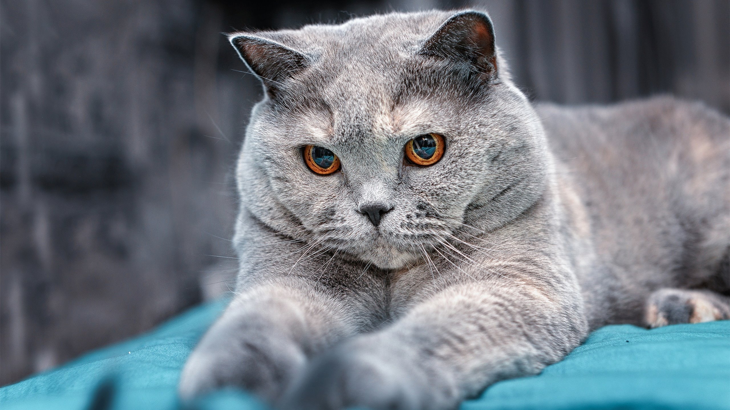 九游sports-国家队欧国联赛事表现优异，欧锦赛走势备受瞩目，欧国联赛事介绍