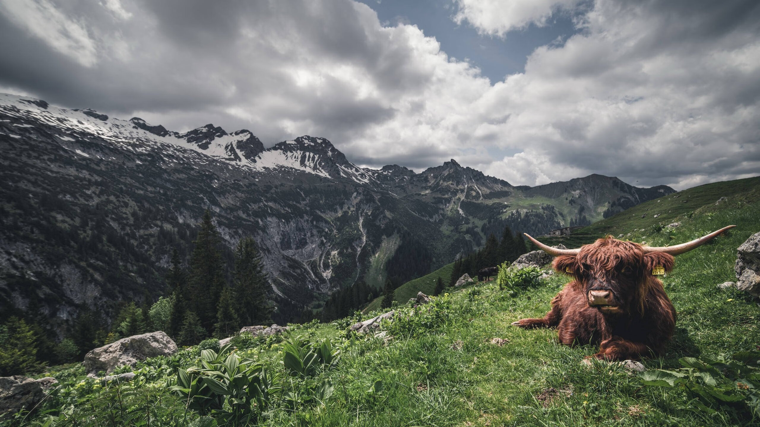 JIU YOU GAME-多特蒙德俱乐部拟出售门将亚努托维奇，多特蒙德完虐塞维利亚