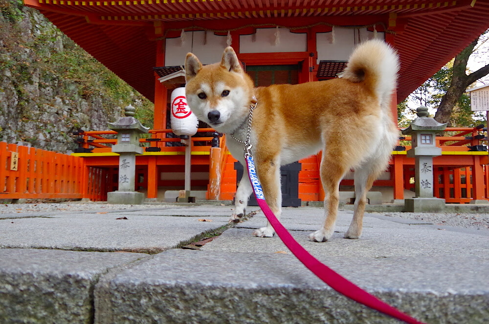 多特蒙德力争击败杜塞尔多夫德比,多特蒙德vs比勒费尔德