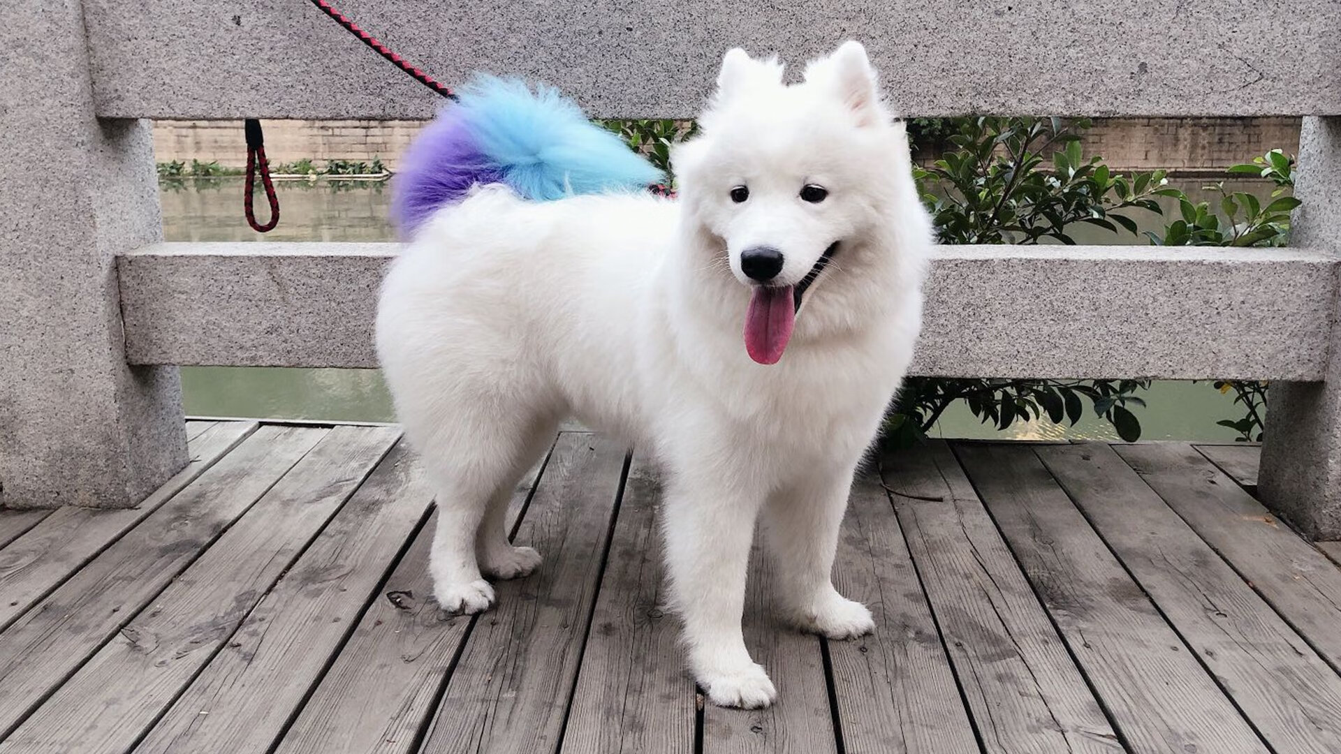 九游sports-波尔图冲击联赛前三，波尔图比赛赛程