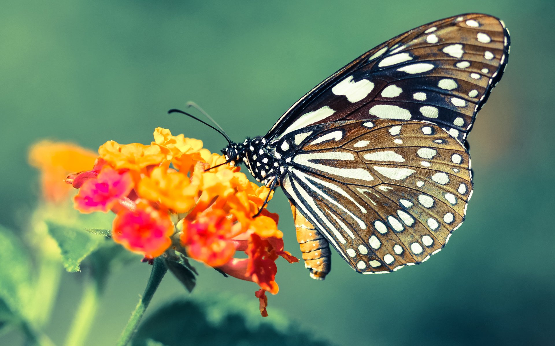 罗马俱乐部冷门获胜,球迷欢呼不止,罗马俱乐部最新引援消息