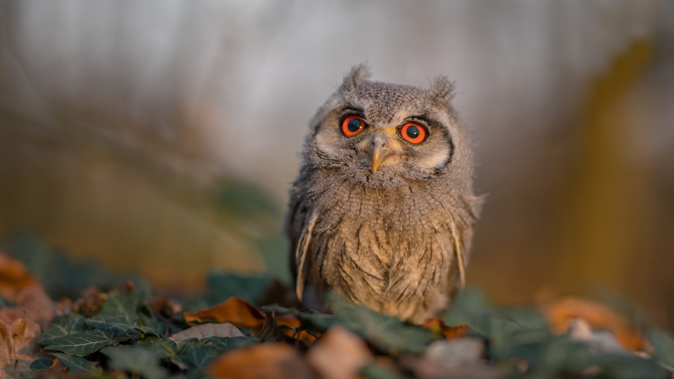 九游网页版官网-NBA球队主场氛围营造策略，nba主场氛围排名