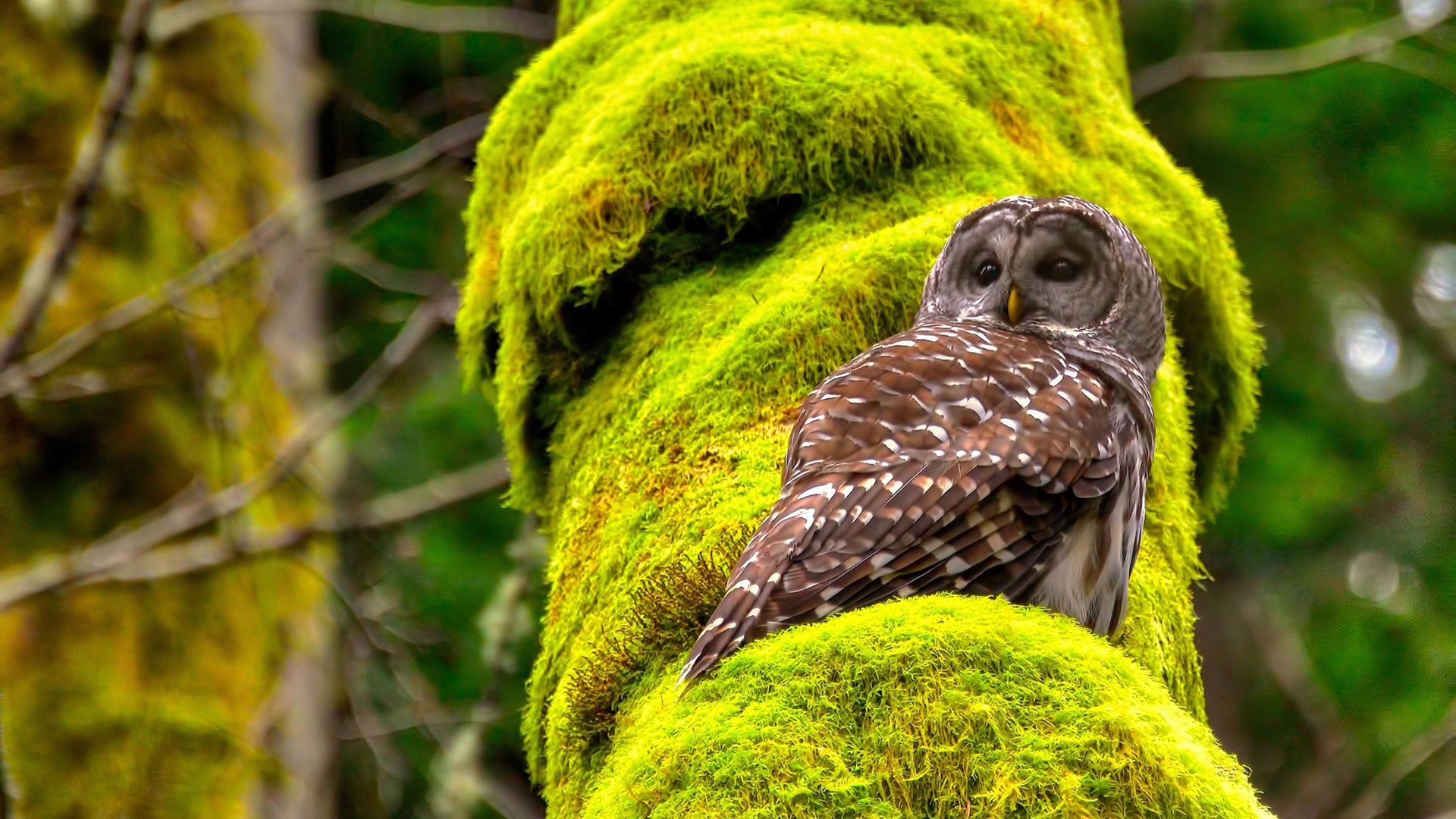 全国马拉松接力赛新赛制亮相,马拉松接力赛全程可分为6段