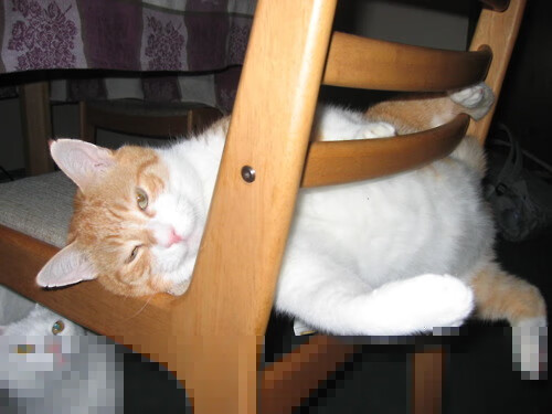 国际马术盛会中国骑手再创新高,中国马术骑手证