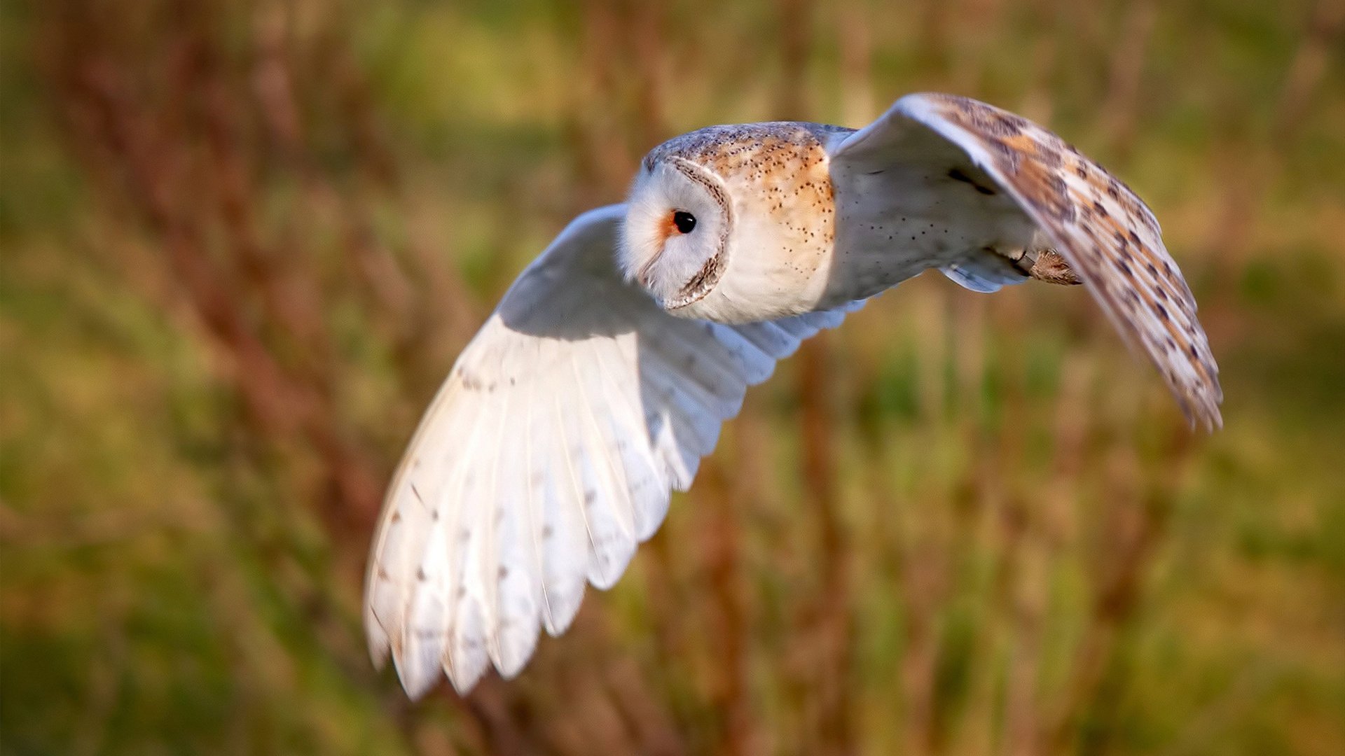 九游网页版官网-中国队首次参赛即夺冠，展现强大实力，中国队第一次拿金牌