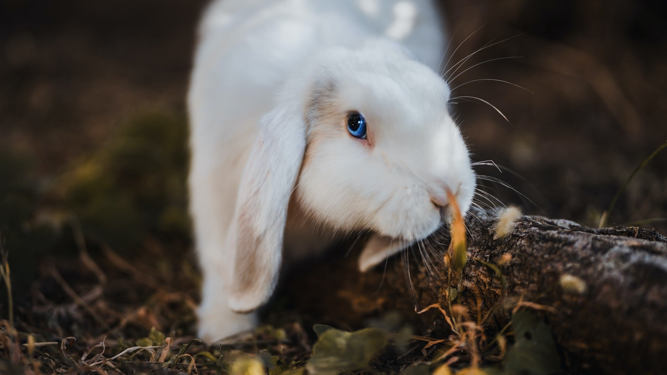 亚冠联赛中国青年队逆袭 球员心理素质备受关注,亚冠 青年队 为什么