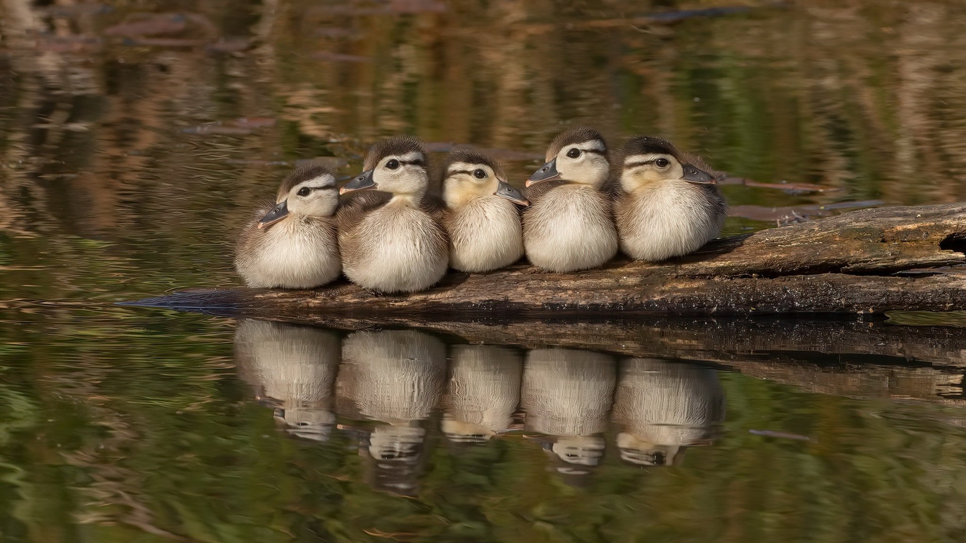 印度乒乓队未来:从世界大赛到奥运梦想的进阶之路,印度乒乓球强吗