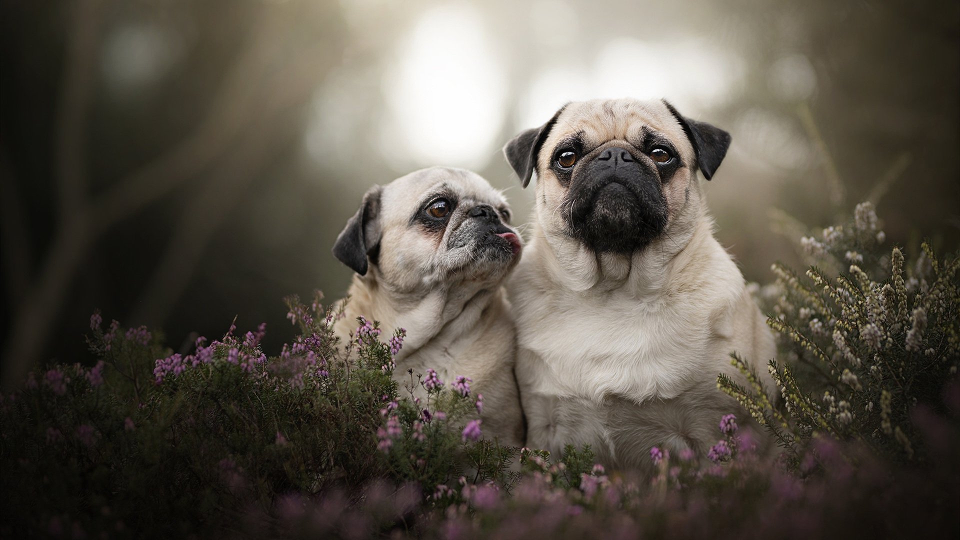 国际乒联混合团体世界杯:新加坡队在团体赛中的精彩亮点,t2联赛2019新加坡乒乓球比赛视频