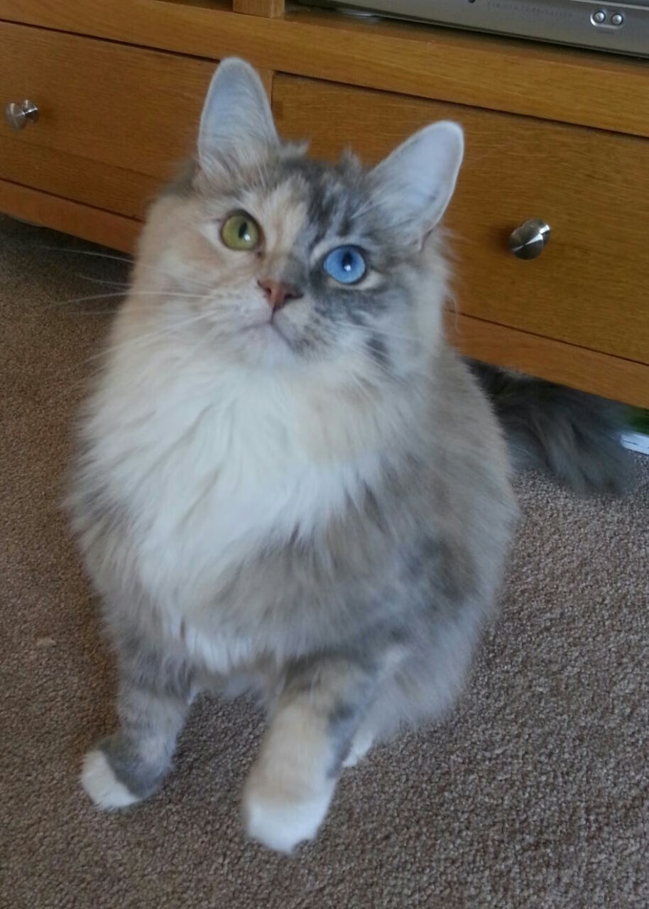 德国队备战国际乒联混合团体世界杯：赛制的优劣势解析，德国乒乓球世锦赛