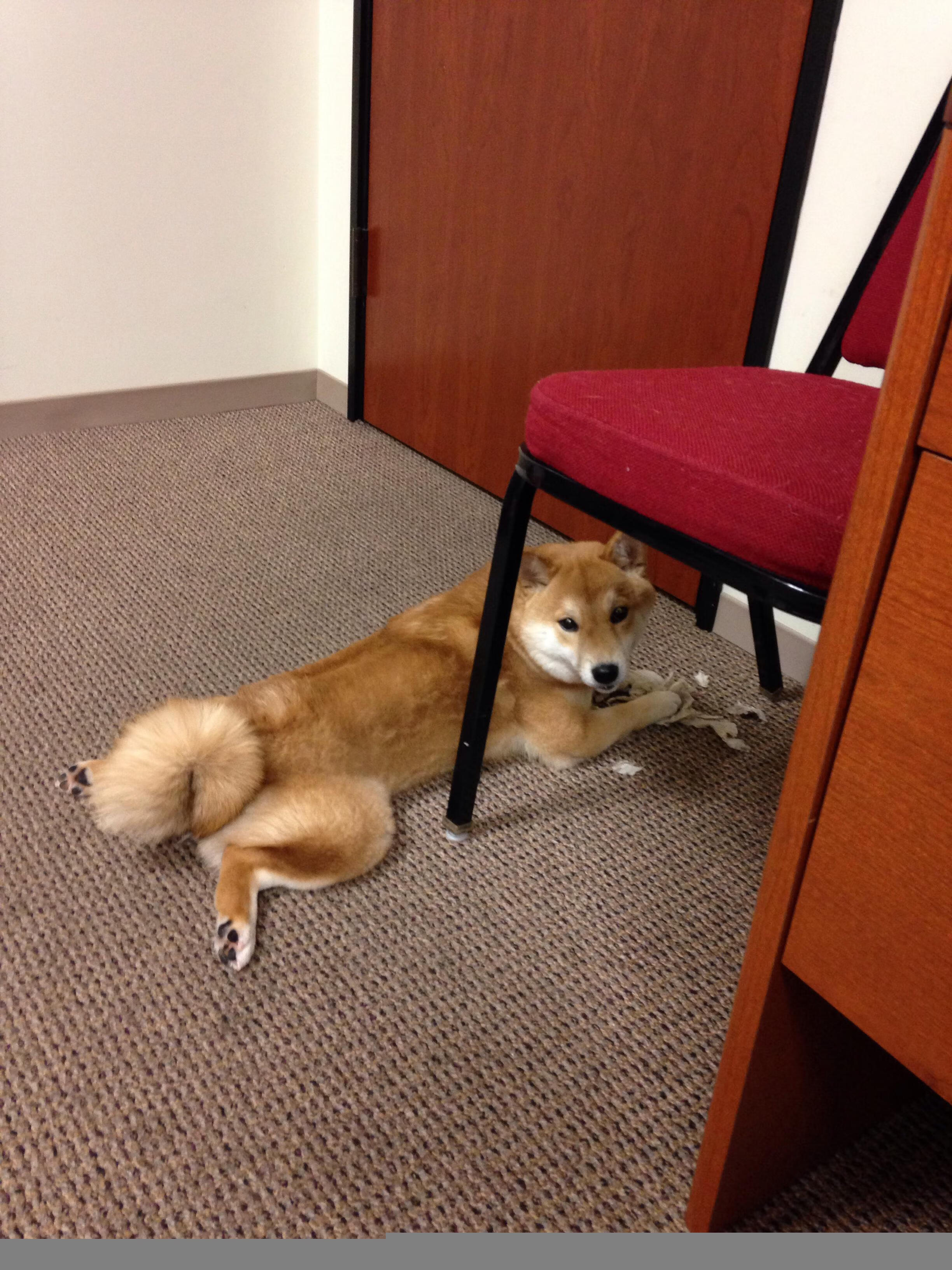 美国队赛制解析:如何在赛制中快速适应并迎接强敌挑战,美国队赛事