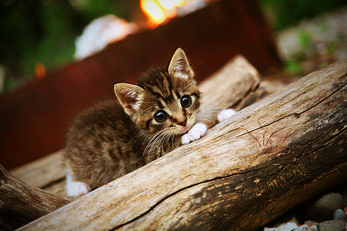 九游娱乐(jiuyou)官网-维拉锋线冲击打破比赛僵局，维拉 首发