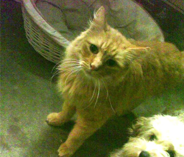 “帕布罗·马特拉的无畏拼搏精神,带领阿根廷美洲狮队战胜挑战”