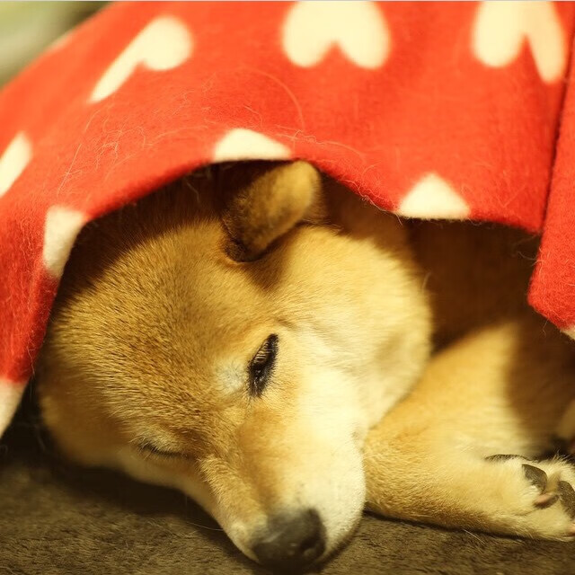 中乙俱乐部鼓励退役老将担任青训导师延续足球智慧,中乙俱乐部梯队招募