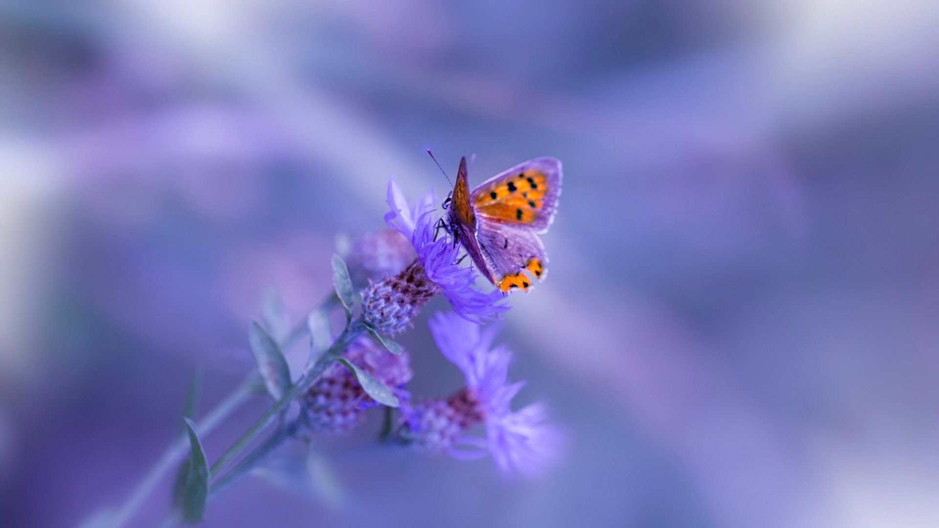 哈登谈团队配合称全队更有凝聚力,哈登的战队