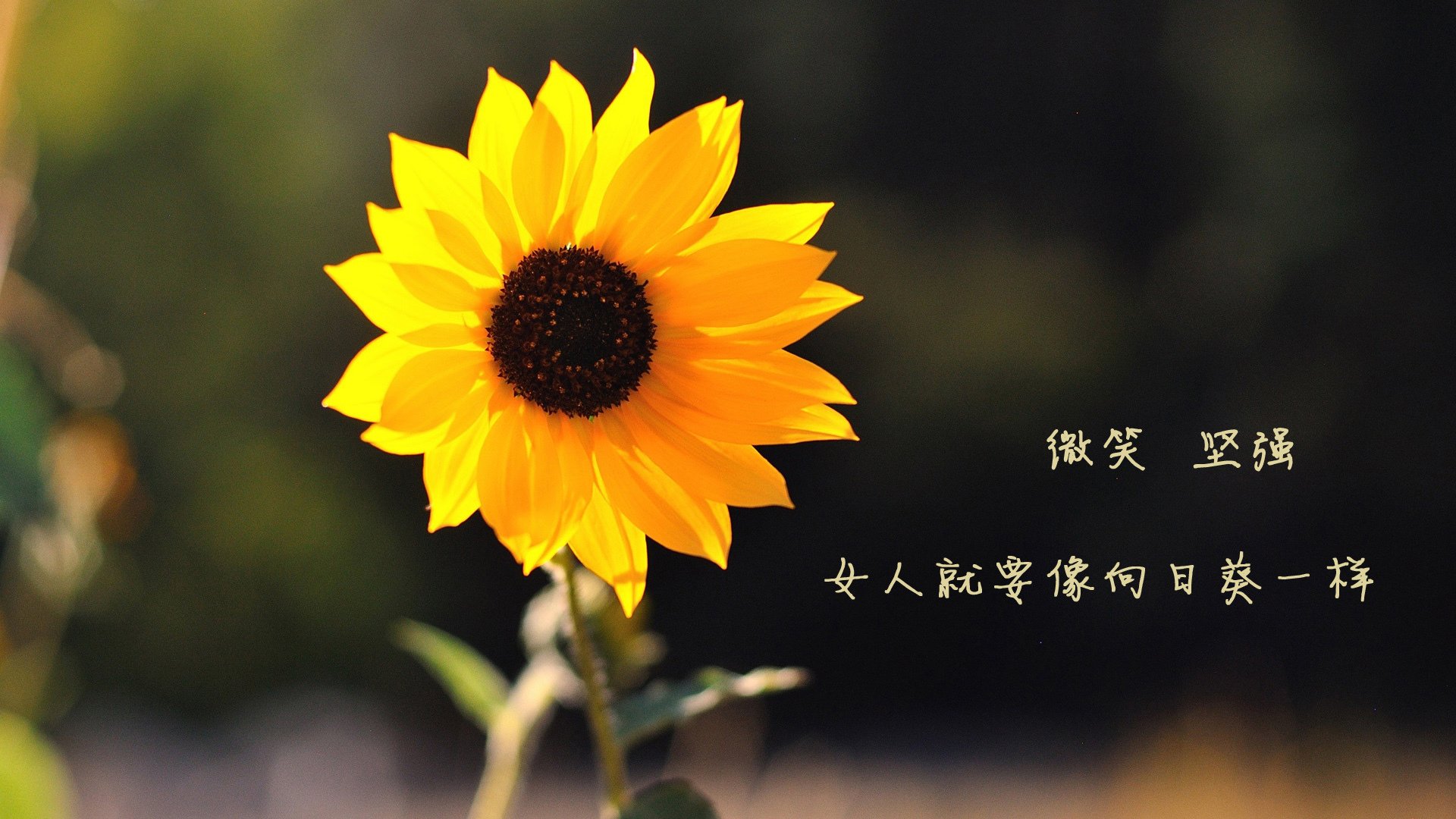 九游9游-弗兰：凭借突破后精准的判断，他总能为全黑队带来进攻机会，弗兰实力