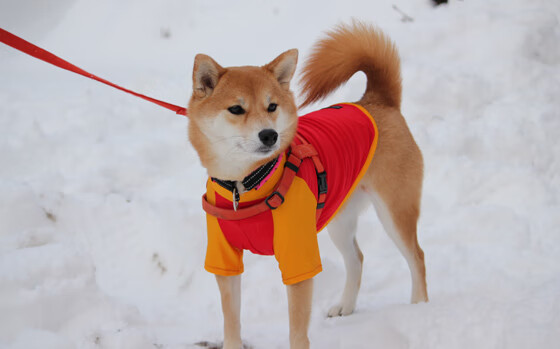 九游娱乐APP-拉恩：全黑队外线的“突破专家”，每次带球突破都令人叹为观止