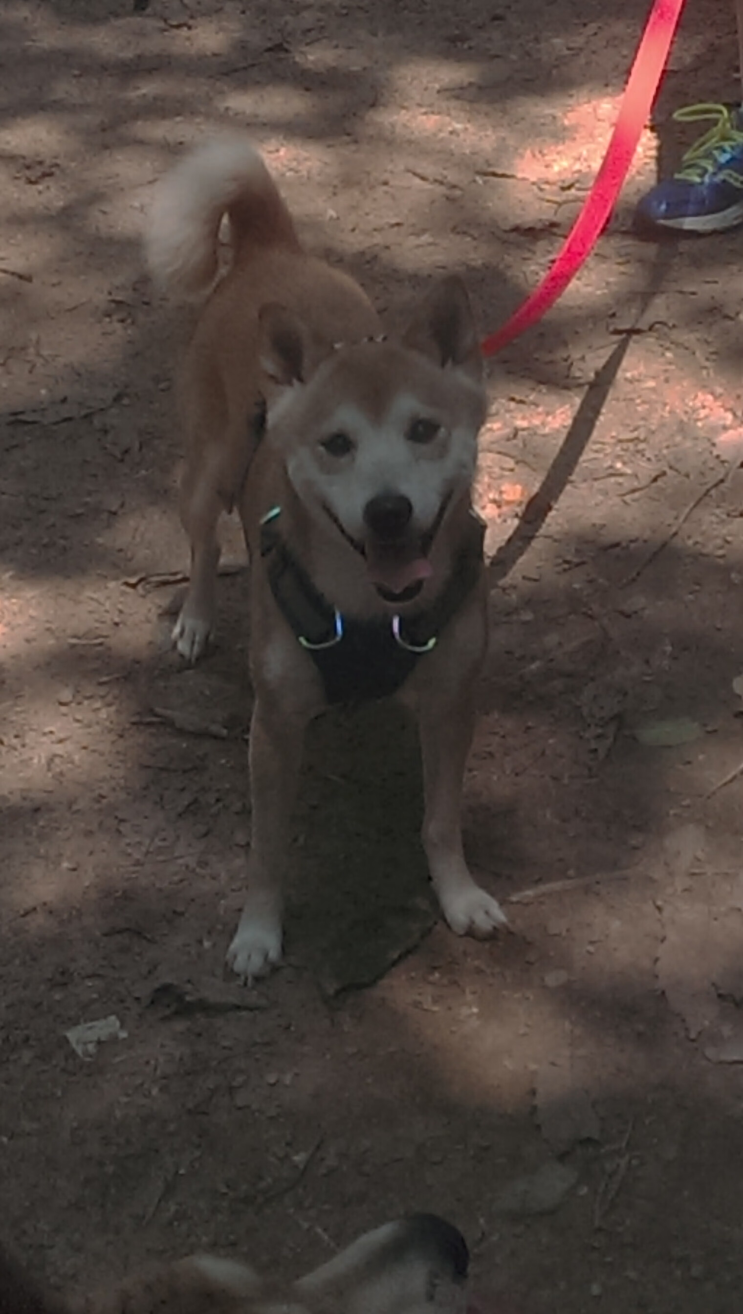 九游娱乐(jiuyou)官网-澳大利亚袋鼠队的精准传球体系，令对手防线无从应对，在澳大利亚人眼里,袋鼠军团就是这样一支队伍