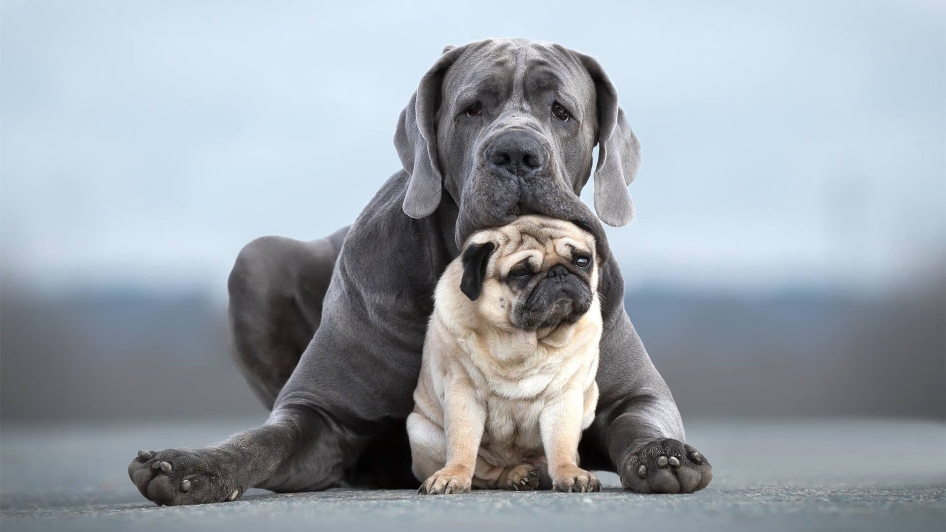 九游app下载中心-青少年足球智慧训练系统在全球范围内推广，提高训练效率，青少年足球训练课程